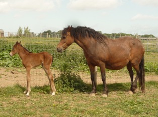 gracefoal