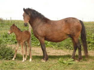 gracefoal2