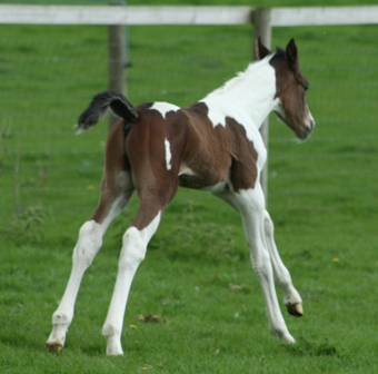 kez.foal.2