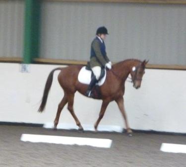 pipdressage.